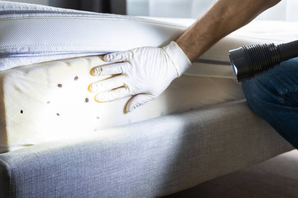 Best Pest Control for Homes  in Fremont, CA