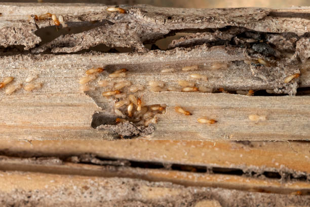 Bird Control in Fremont, CA