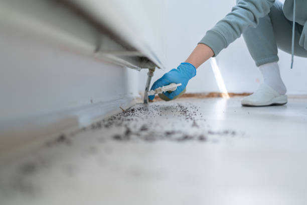 Best Ant Control Services  in Fremont, CA